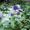 200 BOTTLE GENTIAN (Closed or Blind Gentian / Cloistered Heart) Gentiana Andrewsii Flower Seeds