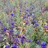 200 BOTTLE GENTIAN (Closed or Blind Gentian / Cloistered Heart) Gentiana Andrewsii Flower Seeds