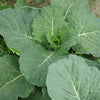 500 GOLDEN ACRE Early CABBAGE Brassica Oleracea Capitata Vegetable Seeds