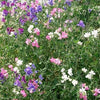 60 Mixed Colors SWEET PEA ROYAL Family Mix Lathyrus Odoratus Flower Vine Seeds