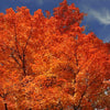 20 Tartarian FLAME MAPLE TREE Red Acer Tartaricum Seeds