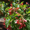 20 Tartarian FLAME MAPLE TREE Red Acer Tartaricum Seeds