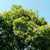 20 Tartarian FLAME MAPLE TREE Red Acer Tartaricum Seeds