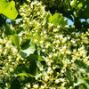 20 Tartarian FLAME MAPLE TREE Red Acer Tartaricum Seeds