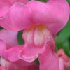 2000 PINK SNAPDRAGON Linaria Maroccana Flower Seeds
