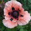100 Princess Victoria Louise ORIENTAL POPPY Papaver Orientale Flower Seeds