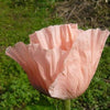 100 Princess Victoria Louise ORIENTAL POPPY Papaver Orientale Flower Seeds