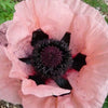 100 Princess Victoria Louise ORIENTAL POPPY Papaver Orientale Flower Seeds
