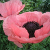100 Princess Victoria Louise ORIENTAL POPPY Papaver Orientale Flower Seeds