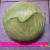 500 FLAT DUTCH Late CABBAGE Brassica Oleracea Capitata Vegetable Seeds