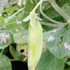 50 SNOW PEA Pisum Sativum Vegetable Seeds