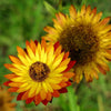 50 YELLOW DOUBLE STRAWFLOWER Helichrysum Bracteatum Flower Seeds