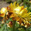 50 YELLOW DOUBLE STRAWFLOWER Helichrysum Bracteatum Flower Seeds