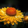 50 YELLOW DOUBLE STRAWFLOWER Helichrysum Bracteatum Flower Seeds