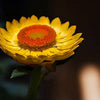 50 YELLOW DOUBLE STRAWFLOWER Helichrysum Bracteatum Flower Seeds