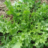 3000 GREEN CURLED ENDIVE (Salad Endive / Moss Curled Endive / Escarole) Cichorium Endivia Vegetable Seeds