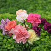 100 Mixed CARNATION / DOUBLE DIANTHUS Chinensis Flower Seeds