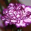 100 Mixed CARNATION / DOUBLE DIANTHUS Chinensis Flower Seeds