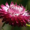 50 PINK DOUBLE STRAWFLOWER Helichrysum Bracteatum Flower Seeds