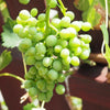 50 GREEN (Dessert / Table) GRAPE Vitis Vinifera Fruit Vine Seeds