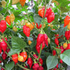 200 SANTA Fe GRANDE PEPPER (Guero Chili Pepper / Yellow Hot Chili Pepper) Capsicum Annuum Vegetable Seeds