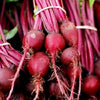 250 EARLY WONDER BEET Beta Vulgaris Vegetable Seeds