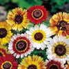 250 TRICOLOR PAINTED DAISY (Pyrenthrum Daisy) Chrysanthemum Carinatum Flower Seeds