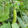 50 Super SUGAR SNAP PEA Pisum Sativum Macrocarpon Vegetable Seeds