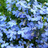 200 SKY BLUE LOBELIA Regatta Lobelia Erinus Flower Seeds
