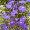 200 LILAC Purple LOBELIA REGATTA Lobelia Erinus Flower Seeds