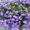 200 LILAC Purple LOBELIA REGATTA Lobelia Erinus Flower Seeds