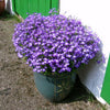 200 LILAC Purple LOBELIA REGATTA Lobelia Erinus Flower Seeds