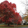 25 Scarlet CAROLINA RED MAPLE Tree Acer Rubrum Seeds