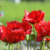 100 RED TULIP POPPY Papaver Glaucum Flower Seeds