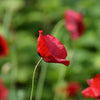 100 RED TULIP POPPY Papaver Glaucum Flower Seeds