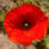 2000 MIXED Colors SHIRLEY POPPY ( aka Corn / Field / Flanders ) Papaver Rhoeas Flower Seeds