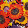 100 AUTUMN BEAUTY SUNFLOWER Helianthus Annuus Flower Seeds