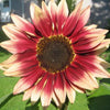 100 AUTUMN BEAUTY SUNFLOWER Helianthus Annuus Flower Seeds