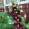 25 BURGUNDY RED HOLLYHOCK Alcea Rosea Flower Seeds Perennial