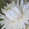 100 WHITE DOUBLE STRAWFLOWER Helichrysum Monstrosum Flower Seeds
