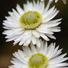 100 WHITE DOUBLE STRAWFLOWER Helichrysum Monstrosum Flower Seeds