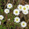 100 WHITE DOUBLE STRAWFLOWER Helichrysum Monstrosum Flower Seeds