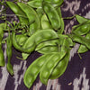 50 BABY LIMA BEAN Phaseolus Lunatus Vegetable Seeds
