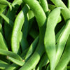 50 ROMA Italian GREEN BEAN Phaseolus Vulgaris Vegetable Seeds