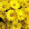 500 YELLOW CHRYSANTHEMUM Flower Seeds