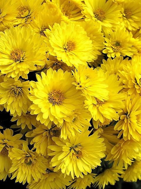 500 YELLOW CHRYSANTHEMUM Flower Seeds
