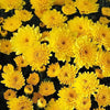 500 YELLOW CHRYSANTHEMUM Flower Seeds