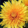 500 YELLOW CHRYSANTHEMUM Flower Seeds