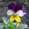 250 JOHNNY JUMP UP Helen Mount Violet Viola Tricolor Flower Seeds