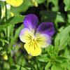 250 JOHNNY JUMP UP Helen Mount Violet Viola Tricolor Flower Seeds